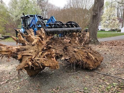 How Much Does Tree Removal Cost in Charles County?